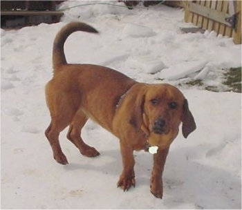 A short-legged, drop-eared, red Rottweiler/Basset Hound mix is standing in snow and looking forward. Its tail is being held high up in the air.