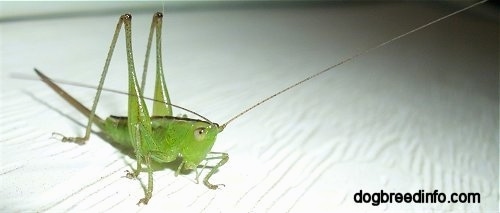 Immature Katydid on a white surface