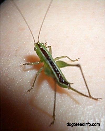 Immature Katydid on a person's arm