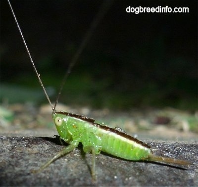 Immature Katydid on a rock surface