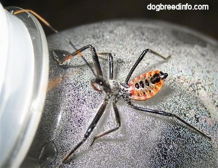 Right Profile - Immature wheel bug on the side of a water bottle