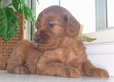 A red Irish Doodle is laying next to a window with a plant behind it.