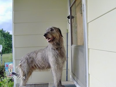 A grey with white Irish Wolfhound is standing outside on a step in front of a door, its mouth is open and tongue is out