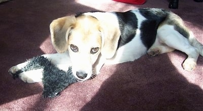 A white with brown and black Jack-A-Bee is laying on a maroon carpet with a piece of a plush toy between its front paws