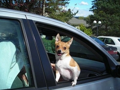 A tan with white Jack Chi has its front paws up on the open window of the passenger side of a car. Its mouth is open and tongue is out