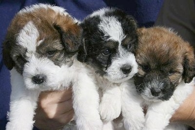 Close Up upper body shots - Three Jackie-Bichon Puppies are being held in the air by a person