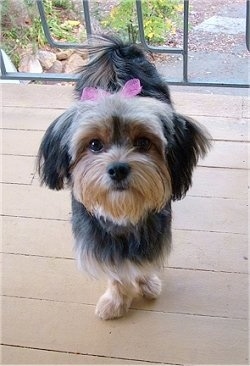 japanese chin yorkie mix