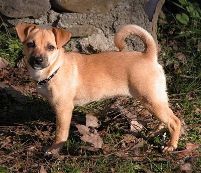 jack russell pug beagle mix