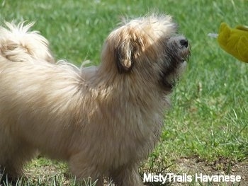 Close up - A tan with white Havanese puppy is standing in a field looking up at a yellow plush toy being held in front of it.