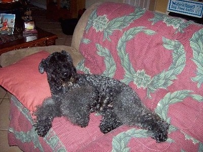A black Kerry Blue Terrier is laying on its side with its upper half on a pillow on a maroon couch