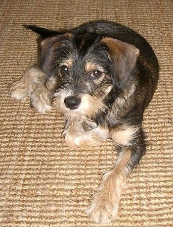 schnauzer cross cavalier puppies for sale