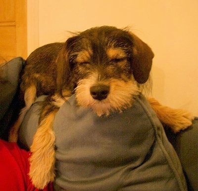 A black and tan with white King Schnauzer is sleeping on a blue pillow on the back of a couch.