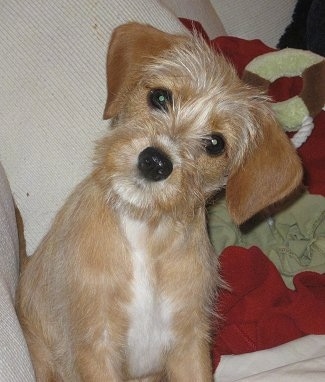 Close up upper body shot - A tan with white King Schnauzer is sitting on a couch with its head tilted to the right