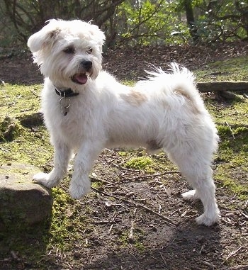 A white with tan La-Chon is standing in dirt with one of its front paws on top of a rock. It is looking behind itself and its mouth is open and tongue is out. There are woods next to it in the distance.