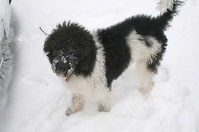 A fuzzy, black and white Labradoodle is standing in snow with snow all over its muzzle