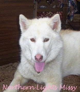 Upper body shot - A white Labrador Husky dog is laying on a carpet and its mouth is open and tongue is out. Its nose is mostly pink with some brown around the edges. There is a dresser behind it. The Words - Northern Lights Missy - is overlayed at the bottom