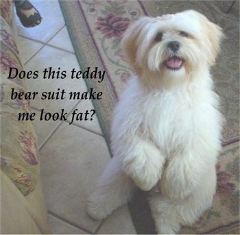 A white with tan Lhasa Apso is sitting on its hind legs and has its front paws in the air. Its mouth is open and tongue is out. The words 'Does this teddy bear suit make me look fat?' are overlayed on the left of the image.