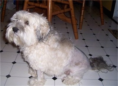 A white with gray and tan Lowchen is sitting on a tiled floor next to a wooden table. The dog is has its hair shaved down half of its back and on its legs.