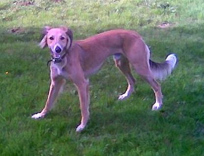 Side view - A red with white Lurcher is standing in grass and looking forward. Its mouth is open.