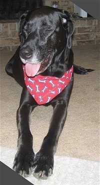 View from the frotn - A black Labrador/Chow Chow mix that is wearing a red bandana and it is laying on a carpet.