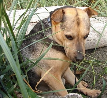 shar pei german shepherd mix puppies