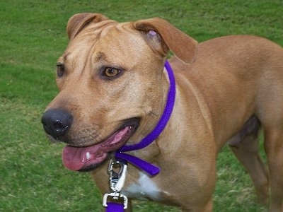 chocolate lab pitbull mix