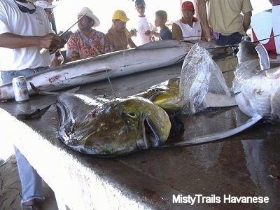 A wooden table has a lot of Dorado fish on it. There is a line of people behind the table. There is a man sharpening a knife with a stone.