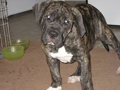 The front right side of a Brindle American Bandogge puppy that is standing on carpet with a cage and food and water bowl behind it.