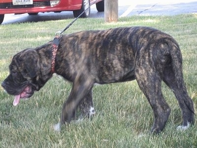 The left side of a brindle American Bandogge puppy that is standing on grass with a car behind it.