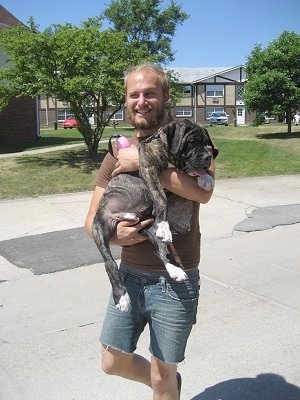 The right side of a American Bandogge puppy that is being held by a guy that is walking across a concrete surface.