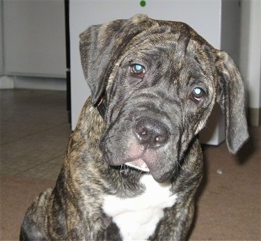 Close up - A Brindle with white American Bandogge puppy is sitting in house with its head tilted to the left