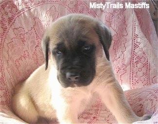 A tan with black English Mastiff puppy is laying on top of a pink blanket and looking down.