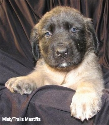 Close up head and front paw shot - A tan with black English Mastiff puppy is laying on a brown backdrop.