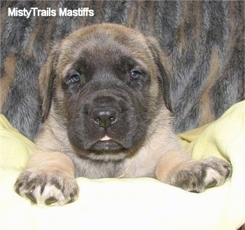 Front view head and front paw shot - A tan with black English Mastiff puppy is laying on a yellow blanket in front of a brown and black fur backdrop. You can see its little tongue showing.