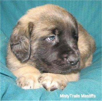 Close Up head and paw shot from the front - A tan with black English Mastiff puppy is laying on a teal-blue blanket and looking to the right.