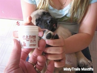 Puppy getting nails cut in the lap of a lady