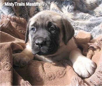 Head and front paws shot - A tan with black English Mastiff puppy is laying on a brown blanket and there is another brown blanket over top of it.