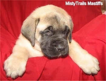 Close up head shot - A tan with black English Mastiff puppy is wrapped in a red blanket.