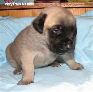 A tan with black English Mastiff puppy is sitting on a baby blue blanket over top of a dog bed.