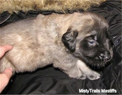 A tan with black English Mastiff puppy is laying on top of a black coat with a tan fuzzy hood. There is a person rubbing the back end of the pup.