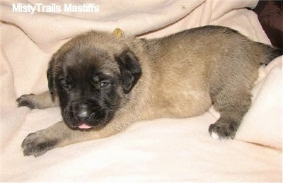 A tan with black English Mastiff puppy is laying on a tan blanket with its tongue sticking out a little.