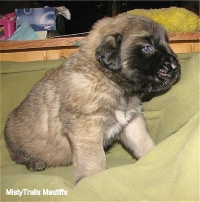 Side view - A fluffy tan with black English Mastiff puppy is sitting on a green blanket covering a dog bed.