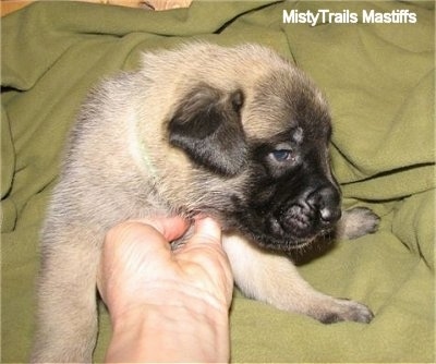 A tan with black English Mastiff is laying on a olive green blanket. There is a hand on its chest lifting it up.