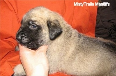 A tan with black English Mastiff puppy is laying on an orange blanket and there is someone holding on to its neck.