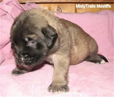 A tan with black English Mastiff puppy is sitting on a pink towel and it is looking down and to the left.