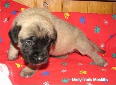 A tan with black English Mastiff puppy is standing stretched out on a red blanket with colorful paw prints all over it. It is looking down.