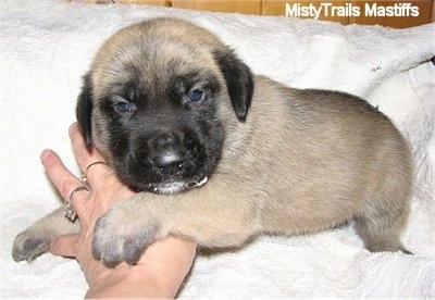 A tan with black English Mastiff puppy is laying on a white blanket and its paws are overtop of the hands of a person.