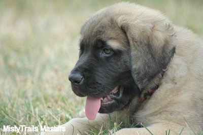 Close up side view - the upper half of a tan with black English Mastiff puppy is laying outside in grass. Its mouth is open and tongue is out.