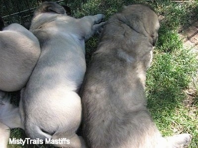 Close Up - Puppy with a Fluffy Coat and A Puppy with a smooth coat