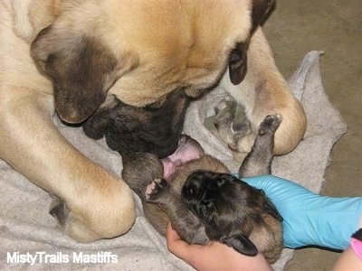 Close Up - Sassy the English Mastiff sniffing a puppy